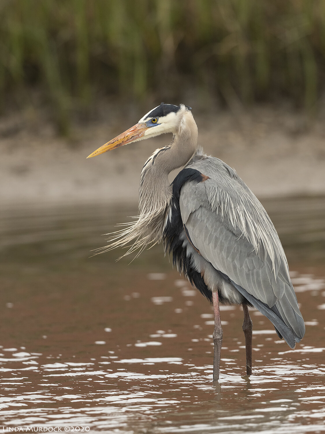 No air, the secret of these birds is in water