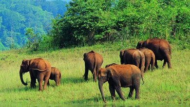 India’s top-6 wildlife century