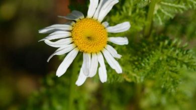 Aarkara is 1 medicine for these 5 problems
