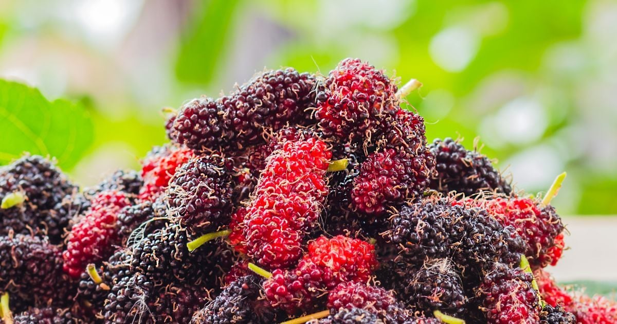 This red-black fruit that occurs in summer is a treasure of health, makes legs steep, knows 6 great benefits
