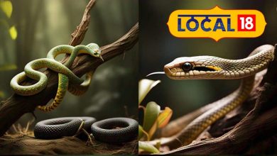 These 4 snakes are very angry and toxic, be careful in the summer season! Can attack any time