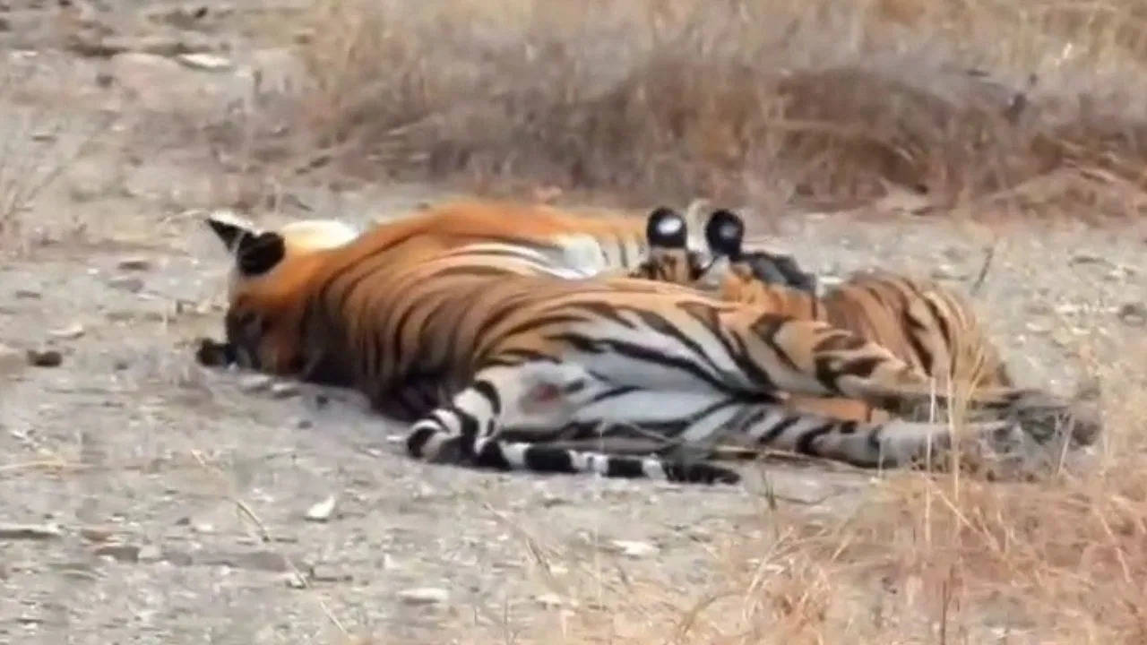 Tigress that feeds the cub, a beautiful video of the forest to come forward