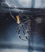 The smaller, the more deadly these ten creatures are