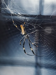 The smaller, the more deadly these ten creatures are