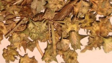 Gokhru is a treasure for health, food offers unparalleled benefits