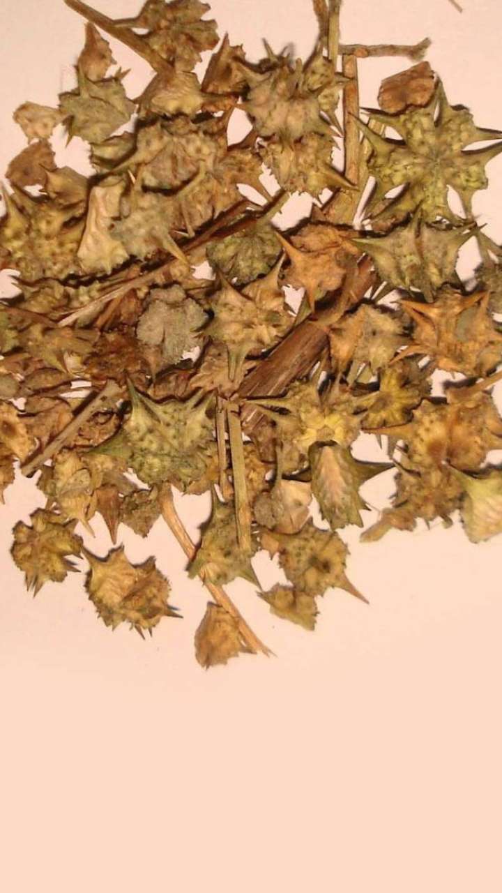 Gokhru is a treasure for health, food offers unparalleled benefits