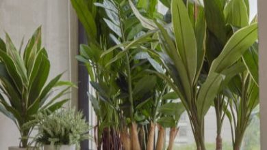 Benefits of keeping artificial aptitude at home