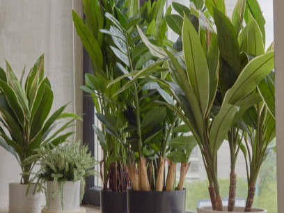 Benefits of keeping artificial aptitude at home