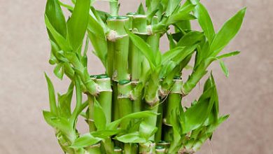 Benefits of planting bamboo plant at home