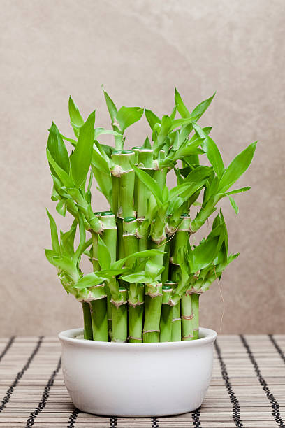 Benefits of planting bamboo plant at home