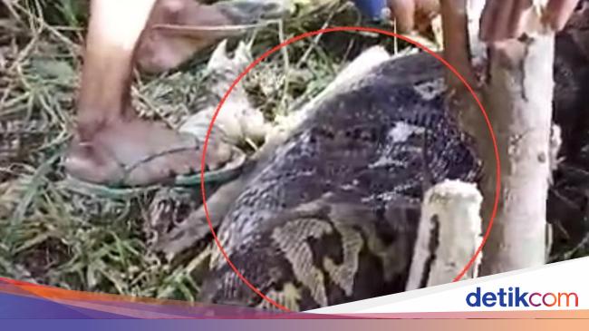 Grandma in Sidrap was sought by the family, apparently killed by Python 6 meters