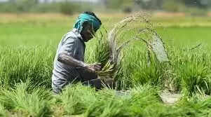 The increasing amount of minerals in Katihar land has raised the concerns of farmers, due to increase in minerals, many crops may be lacking in fields