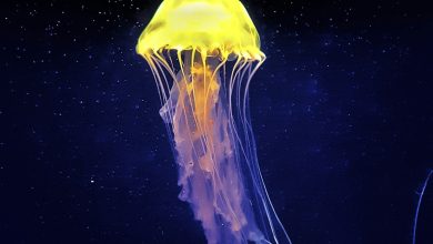 Why the threat to plastic marine life?