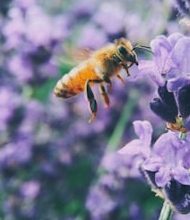 Why are bees needed for people?