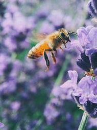 Why are bees needed for people?