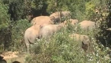 Elephant laid down from a herd in Jharkhand, 4 people in the area panicked and killed