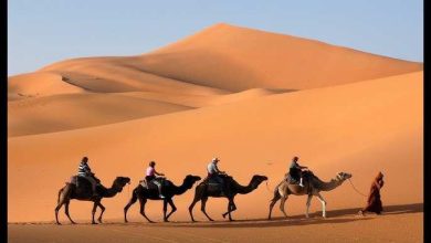 Rajasthan is hidden in the pace of billions of years old, knows the old Rajputana story as the oldest dinosaur in viral documentary