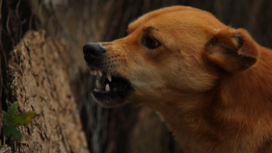 A young man kicked an elderly woman in the stomach after a dog barking in Indore died