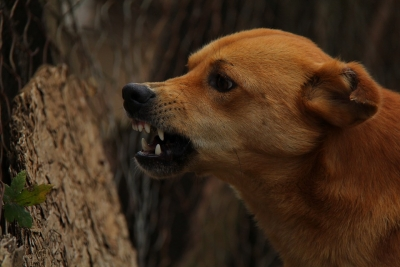A young man kicked an elderly woman in the stomach after a dog barking in Indore died