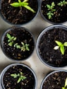 Bring green in small space with smart tips