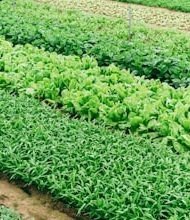 Why organic farming is needed know the benefits