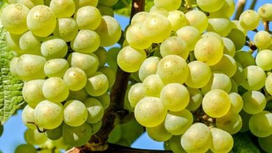 Green or black: Which grapes are more powerful for health? File