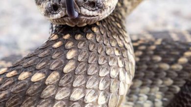 Know the special things associated with the king vasuki of the snakes