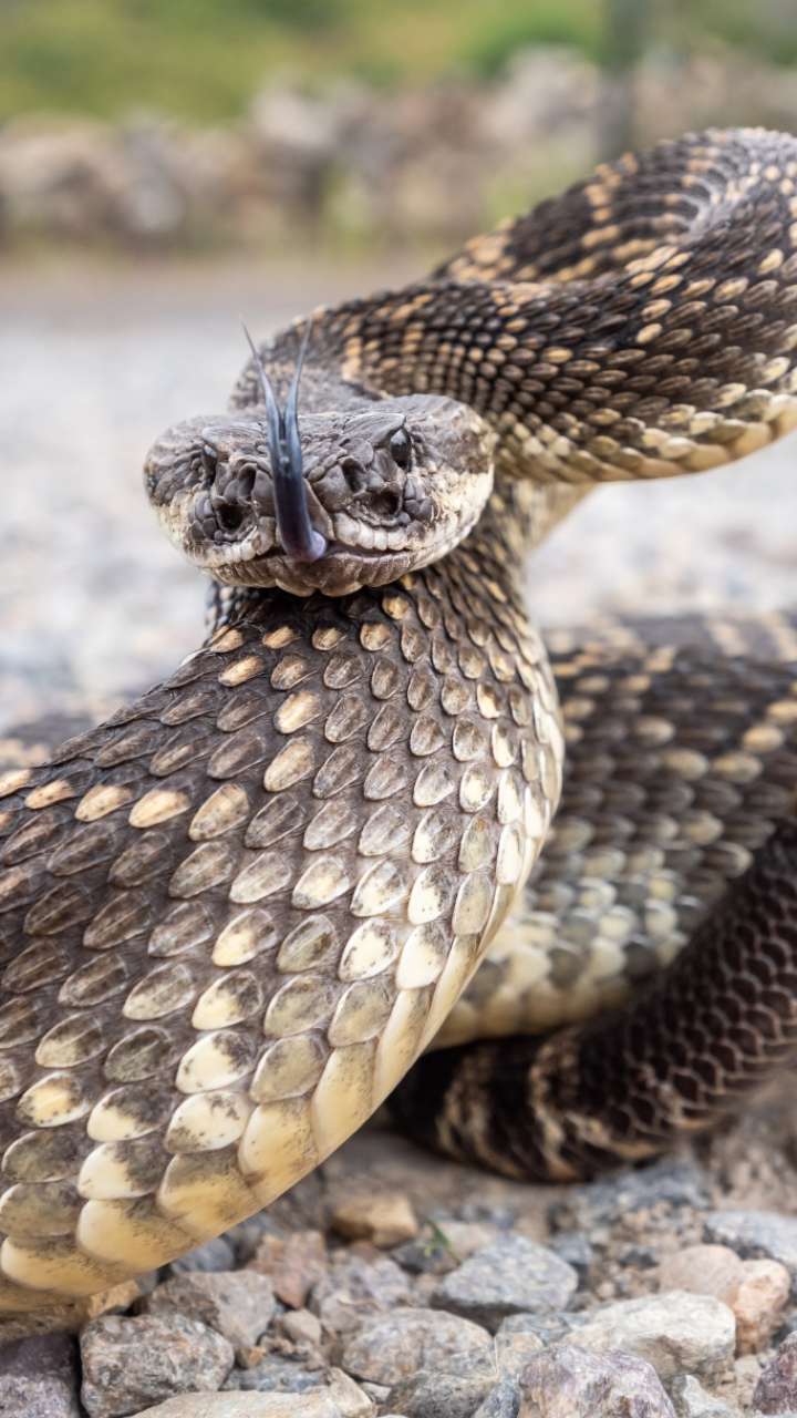 Know the special things associated with the king vasuki of the snakes
