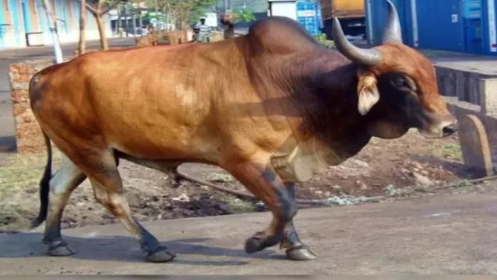 A young man died in the battle of two bulls, the order of the court came after many years; The municipality will have to pay 44 lakh rupee compensation -Rajasthan -Court recommends the municipality to pay 44 lakh compensation for the death of bullfights
