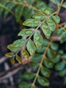13 wonderful benefits of curry leaves