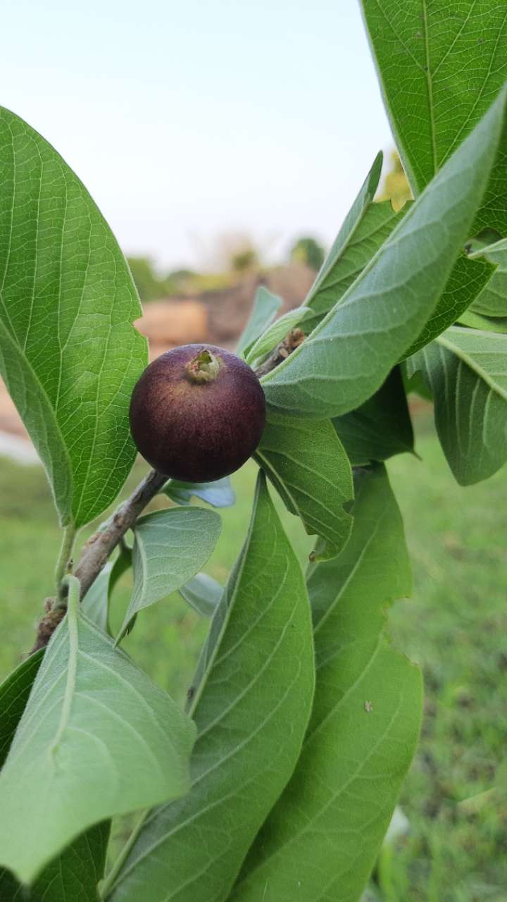 Ankole -plant is a miracle for these 4 diseases, use it like that