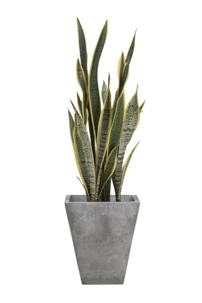Make cement vase home