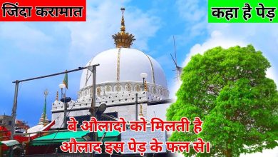 Ajmer Sharif is present in the Dargah such a wonderful tree where children get children, know the stories of this mysterious tree in 2 minutes of video
