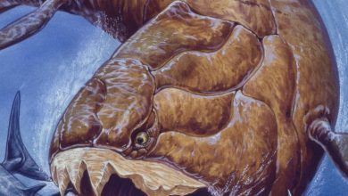 The extinct monster of the sea!
