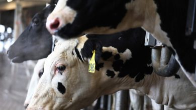 Humanity! After all, why this man cut off three cows, police arrested accused Syed Nasru