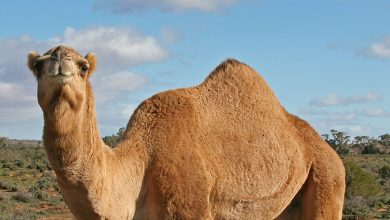 Camel Hump really contains water?