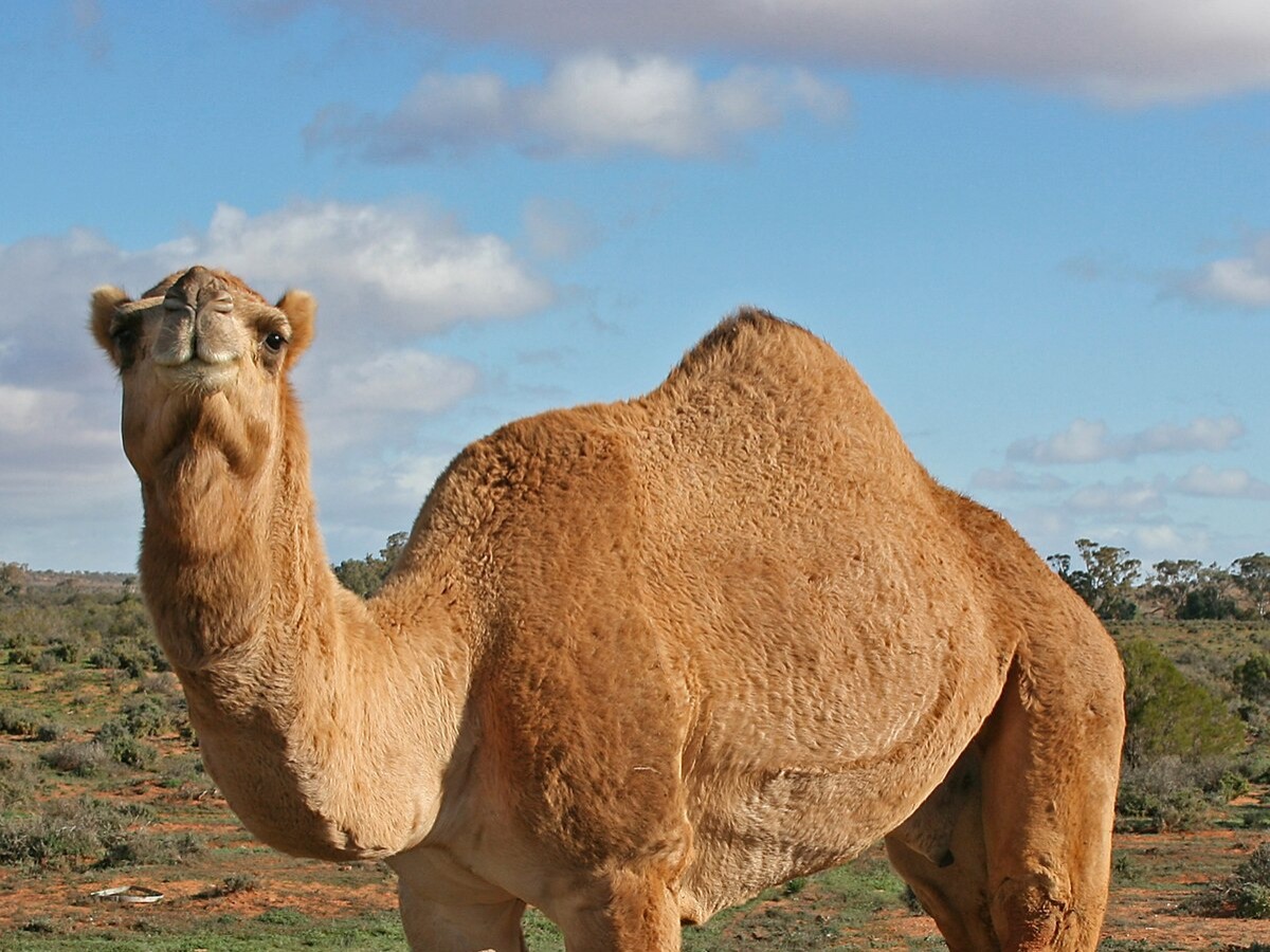 Camel Hump really contains water?