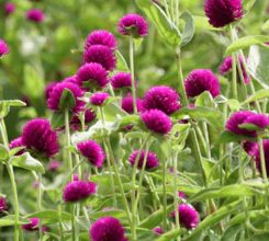 10 plants with flower will be relaxed in summer