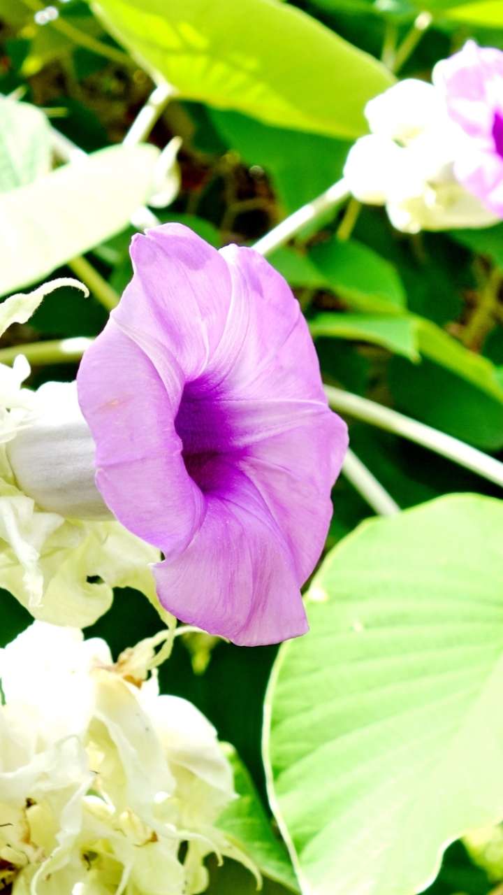The old plant is a medicine for these 4 problems