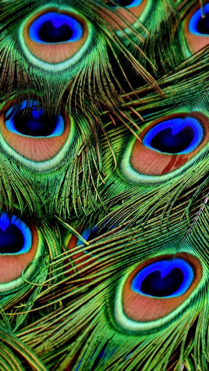 How many peacocks should be kept in the house for money?
