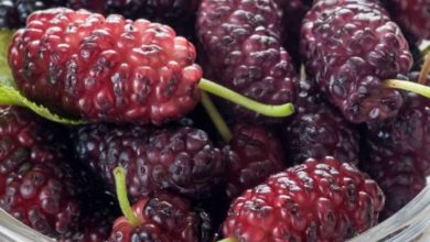 These diseases will be overcome by eating mulberry, health will be carried