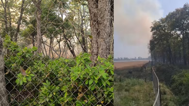 Burning in the mala forest of the Pilibhit Tiger Reserve, there was a stir at the field