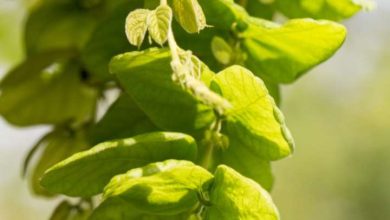 Shalparni plant is a miracle in these 5 problems