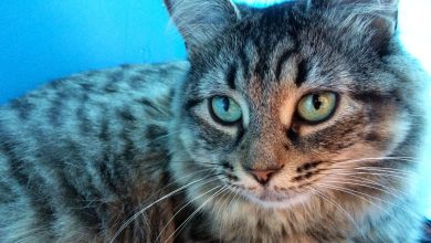 The world’s most strange serial killer, who killed cats, not people