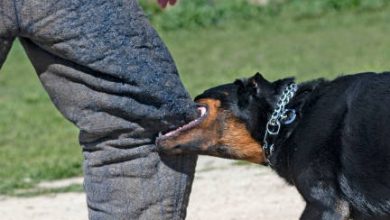 Do these 8 things immediately on dog bite
