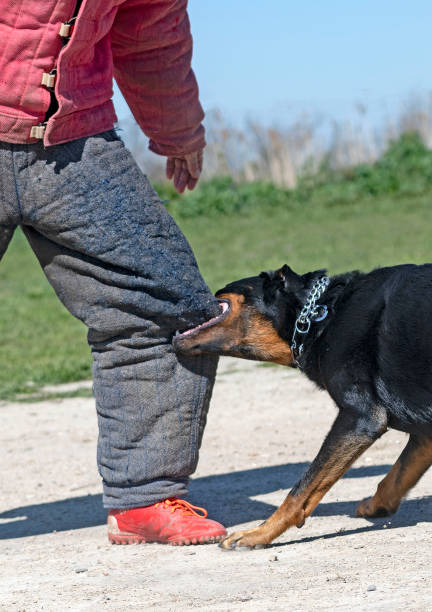 Do these 8 things immediately on dog bite