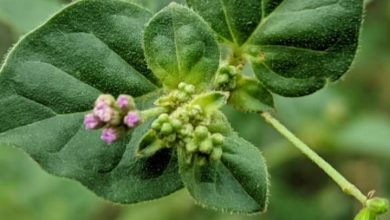 Punarnava plant is 1 medicine for these 4 problems