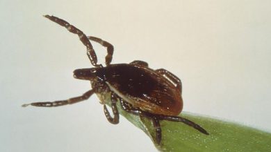 A study reveals a new hope for eliminating “Lyme” disease