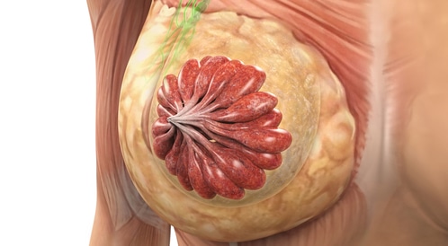 Look at the photos: anatomy of the woman’s chest