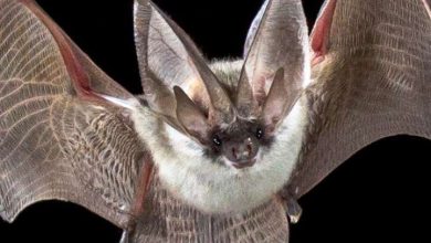 What happens by seeing bats at night?